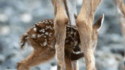 giphy.gif