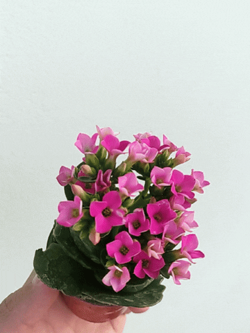 Flor Fro GIF by Database數據