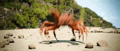 If you walked onto a beach and saw hundreds of tiny crabs dancing to electronic