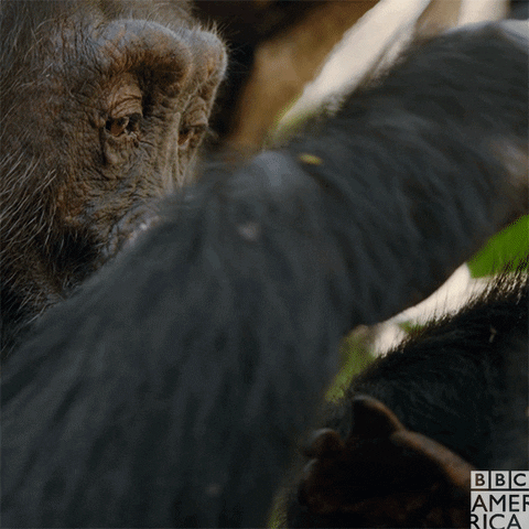 cleaning chimp GIF by BBC America