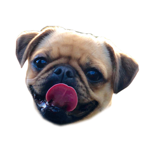 Pug Zoe Sticker by vinuts