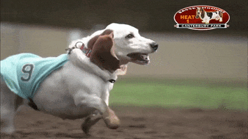 Dog Race GIF by Storyful