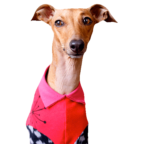 Italian Greyhound Side Eye Sticker by Iggy Joey
