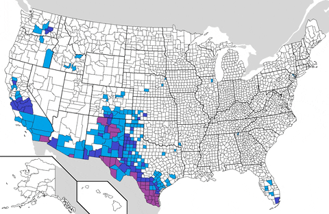 hispanic