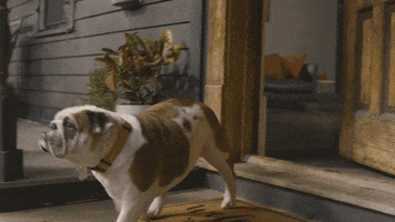 Puppy Bowl Cle GIF by Destination Cleveland