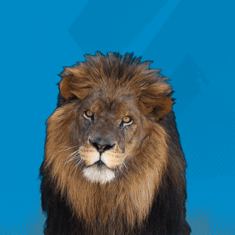 lion leo GIF by CSU