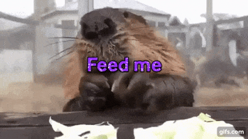 HuHot Mongolian Grill GIF