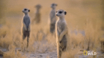 meerkat lookout GIF by Nat Geo Wild