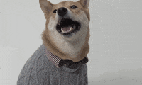 Fashion Dress Up GIF by Menswear Dog