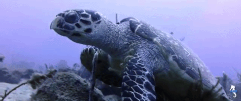 liquidART turtle guadeloupe green turtle liquidart GIF
