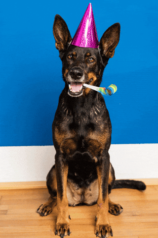Party Animals Gifs Get The Best Gif On Giphy