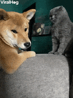 Pup Begs Cat To Play GIF by ViralHog