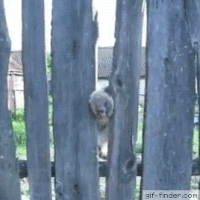 cat fence GIF