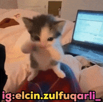 Cat Dance GIF