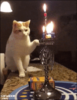 Cat Candle GIF