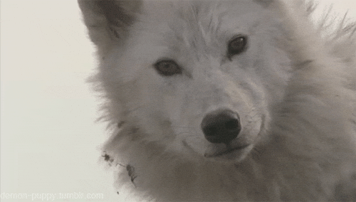 Pretty Wolf Gifs Get The Best Gif On Giphy
