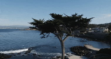 California Monterey GIF by Middlebury