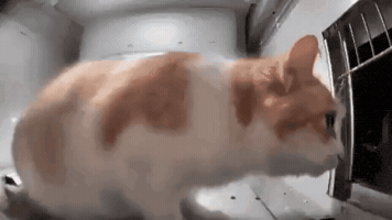 Looking Behind Turn Around GIF
