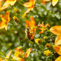 flower bee GIF by Volmary