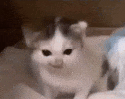 Cat GIF