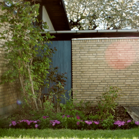 Summer Flowers GIF by TV 2 SPORT