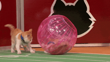 kitten bowl countdown to valentine&#39;s day GIF by Hallmark Channel