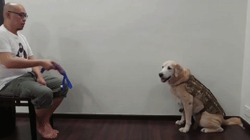 Dog Labrador GIF