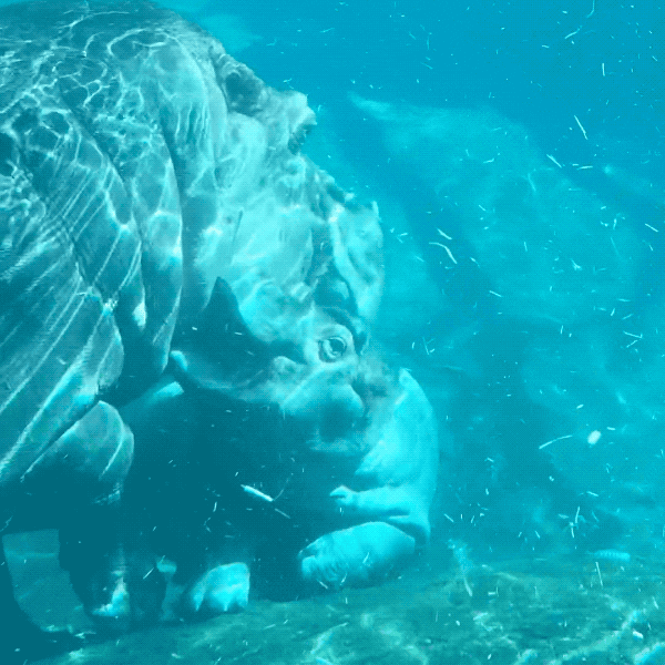 close up hippo GIF by San Diego Zoo