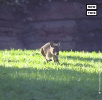 Hopping Baby Animals GIF by NowThis