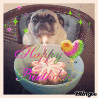 Happy Birthday Pug GIF