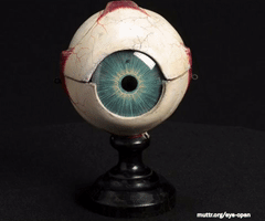 anatomy eyeball GIF by Mütter Museum