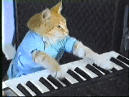 play piano GIF by Internet Cat Video Festival