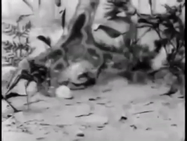 Stop Motion Vintage GIF