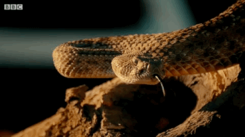 bbc snake GIF by Top Gear
