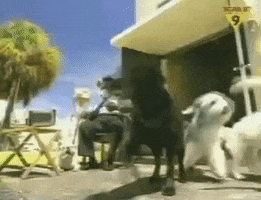 who let the dogs out GIF
