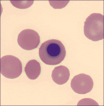 Red Blood Cells GIF by Ansel Oommen