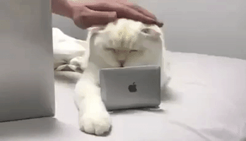 Cat Laptop GIF