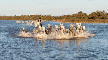 Cavalcade Xtian Du Gard GIF
