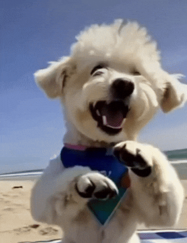 Dog I Dont Want To Go GIF