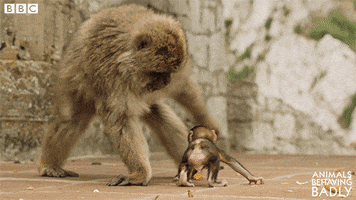 scared barbary macaque GIF by BBC
