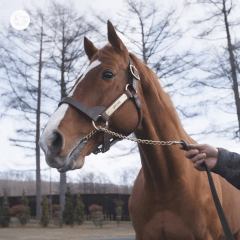 You Talkin To Me Hello GIF by World Horse Racing