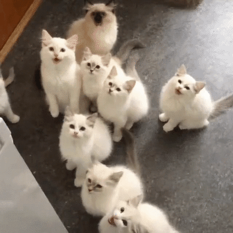 Video gif. Almost a dozen fluffy white kittens walk and pile on top of each other, looking up at the camera with friendly, alert expressions.