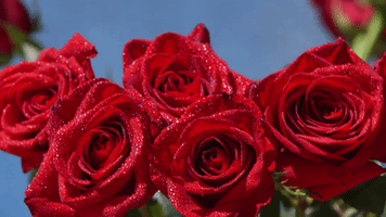 Roses Hml405 GIF by truTV’s Hack My Life