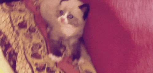 Scared Fraidy Cat GIF - Find & Share on GIPHY