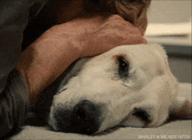 200.gif?cid=fc005b088d4e48522da375bfd094d420f0d140571e375c9c&rid=200.gif&ct=g