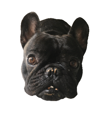 Dog Pet Sticker by Grafox