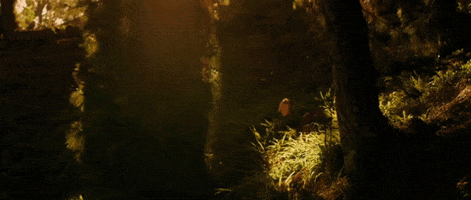 forest sunlight GIF by The Orchard Films