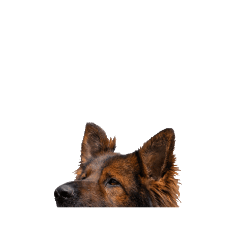 Sticker by youthlinkyyc