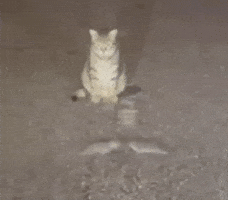 Cat GIF