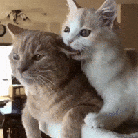 Love Cats Gifs Get The Best Gif On Giphy Love Cats Gifs Get The Best Gif On Giphy